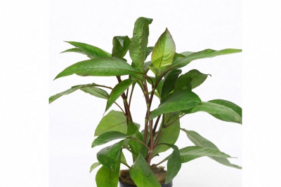 Nomaphila siamensis Acanthaceae