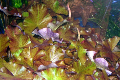 Nymphaea lotus Nymphaeaceae