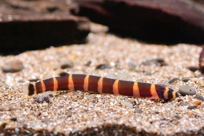 kuhli Cobitidae