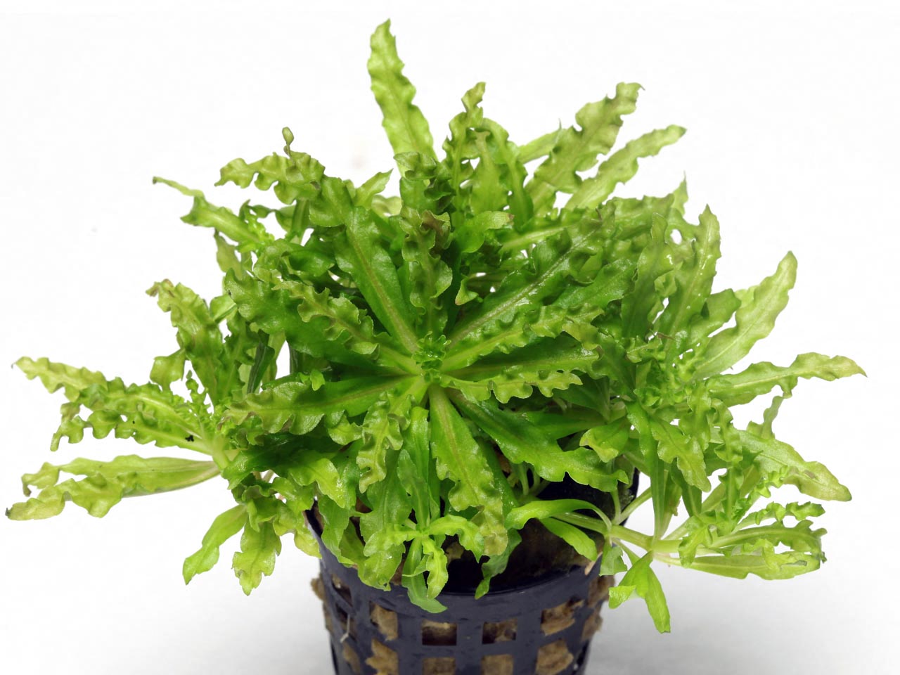 Pogostemon helferi