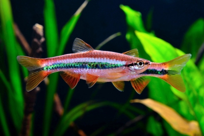 Rasbora patrickyapi Danionidae