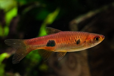Rasbora kalochroma Danionidae
