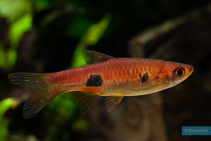 Rasbora kalochroma