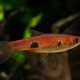 picture of Rasbora kalochroma