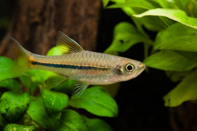 Rasbora sarawakensis Danionidae