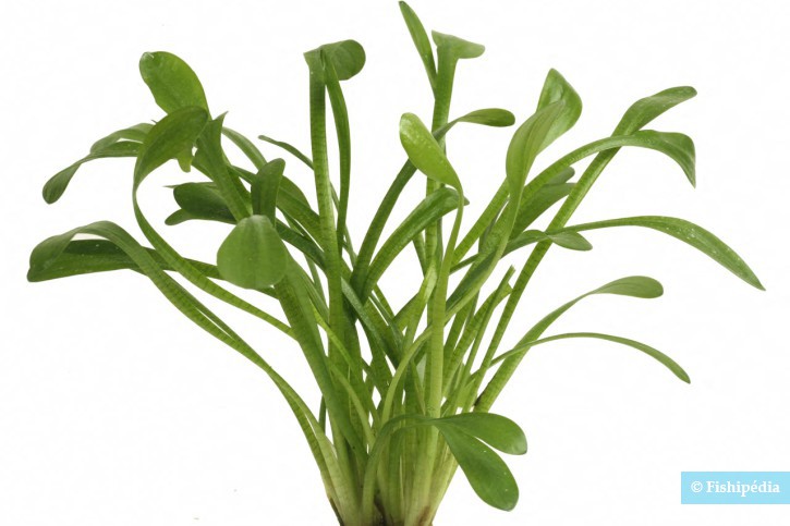 Sagittaria teres