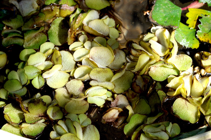 Salvinia auriculata