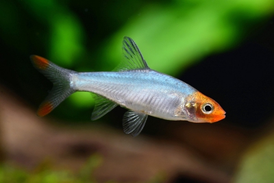 Sawbwa resplendens Cyprinidae