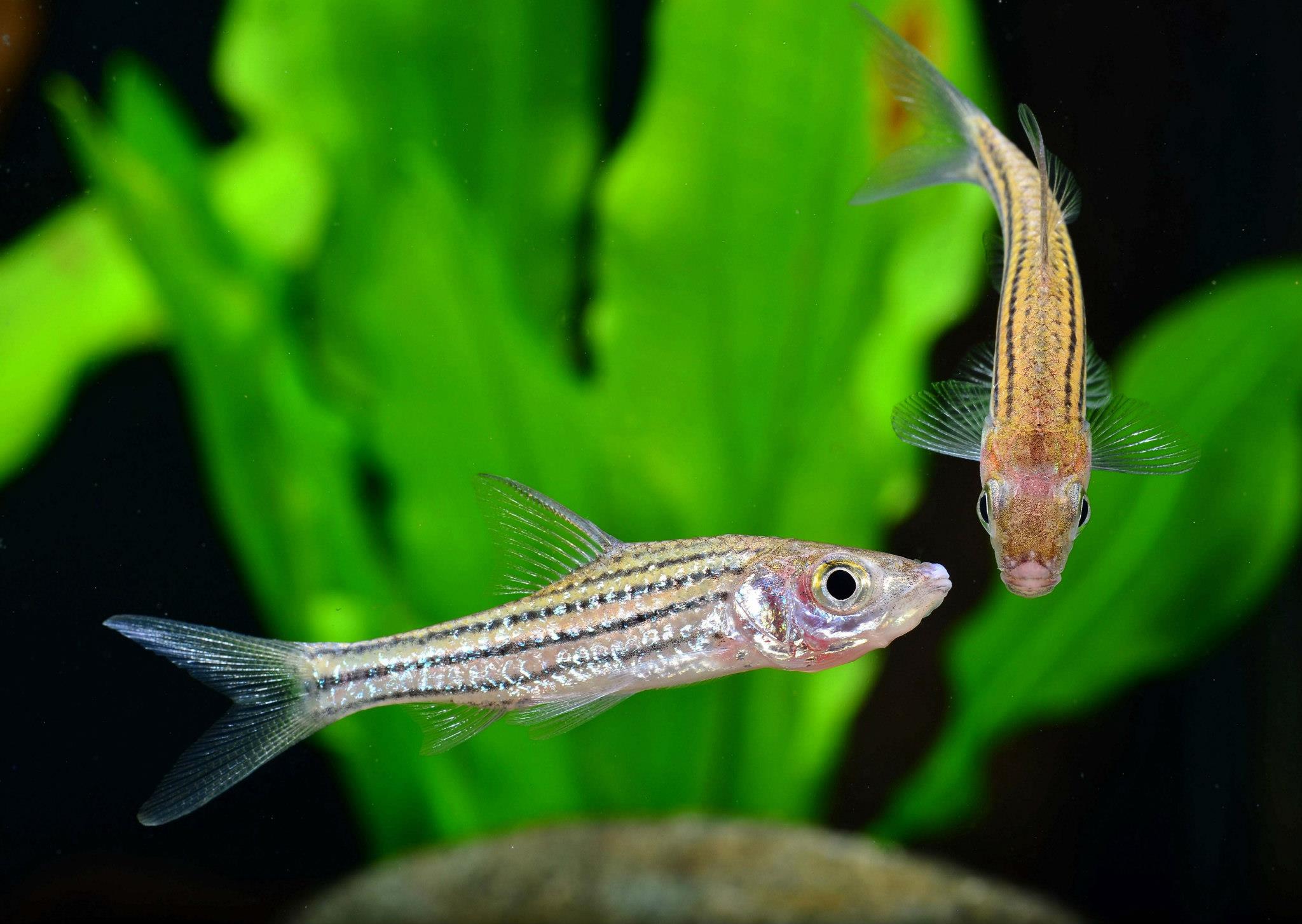 Striuntius lineatus