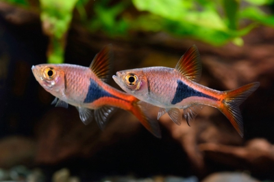 Trigonostigma heteromorpha Danionidae
