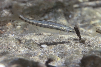vairon Leuciscidae