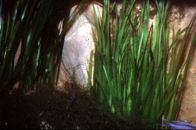 Vallisneria americana Hydrocharitaceae