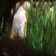 picture of Vallisneria americana