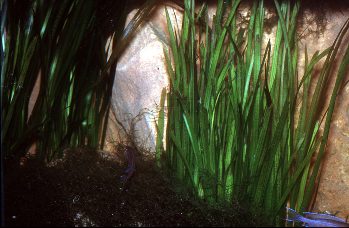 Vallisneria americana