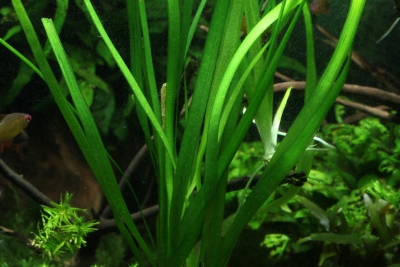 Vallisneria gigantea Hydrocharitaceae