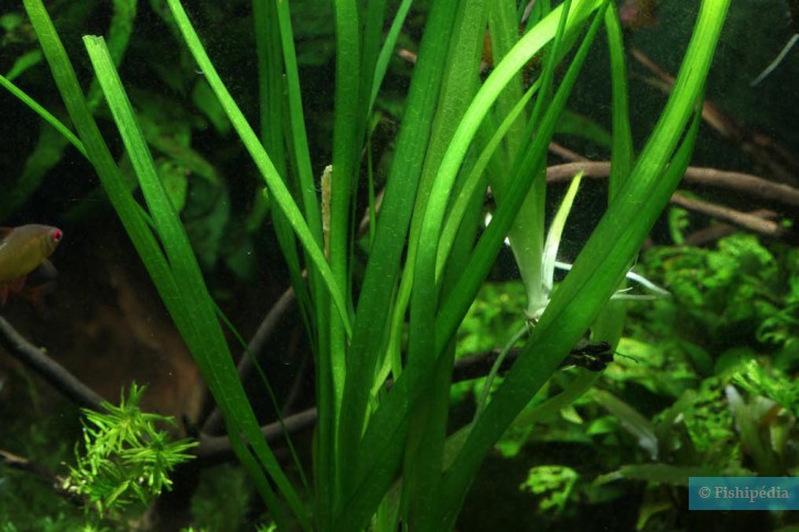 Vallisneria gigantea