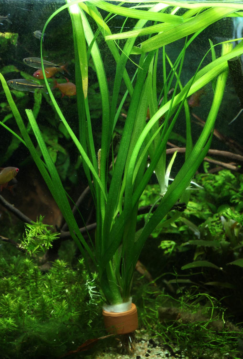 Vallisneria gigantea
