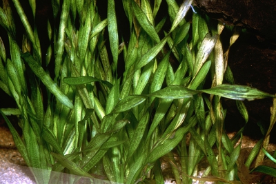 Vallisneria spiralis Hydrocharitaceae