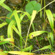 picture of Cryptocoryne albida