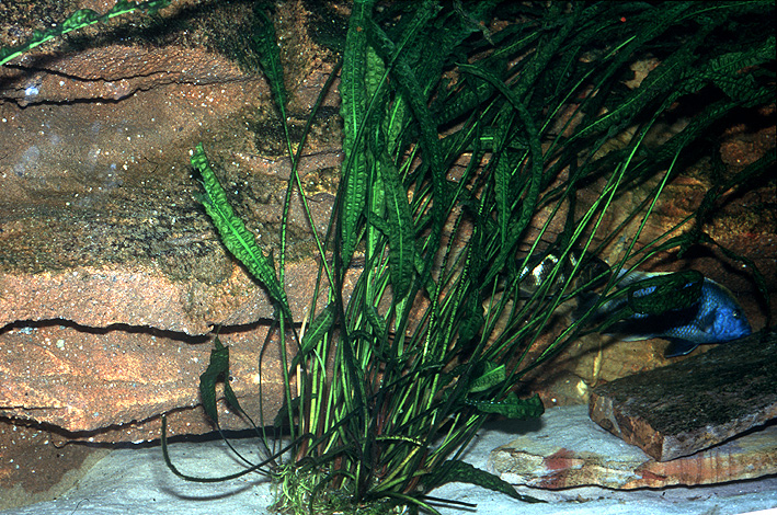 Cryptocoryne aponogetifolia