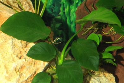 Anubias barteri Araceae