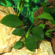 picture of Anubias barteri