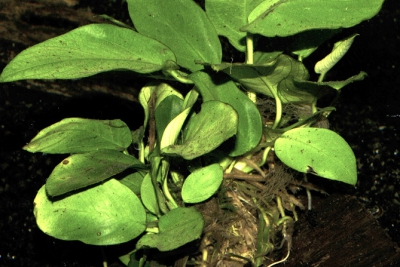Anubias barteri nana Araceae