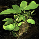 picture of Anubias barteri nana