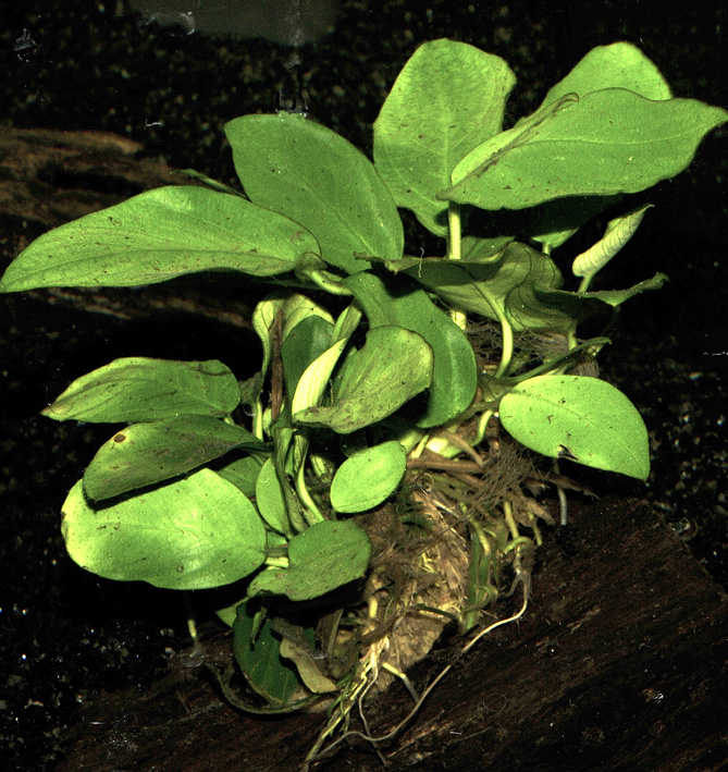 Anubias barteri nana
