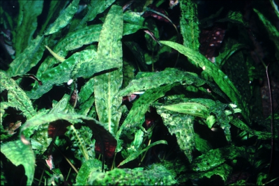 Cryptocoryne bullosa Araceae