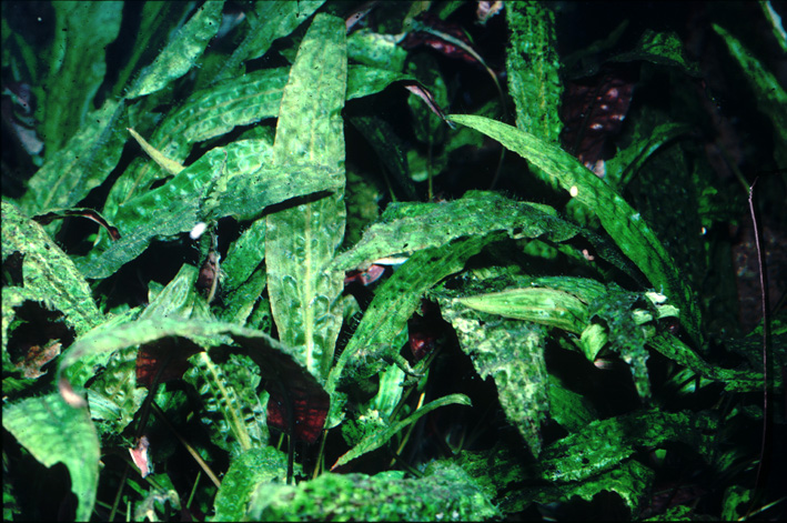 Cryptocoryne bullosa