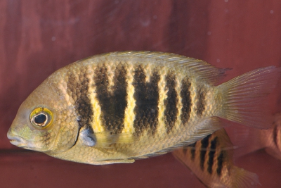 Etroplus canarensis Cichlidae