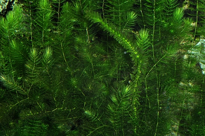 Ceratophyllum demersum Ceratophyllaceae