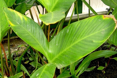 Anubias gigantea Araceae