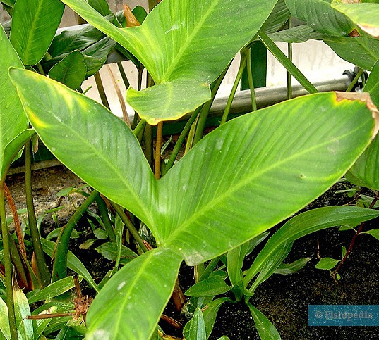 Anubias gigantea