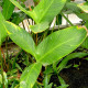 picture of Anubias gigantea