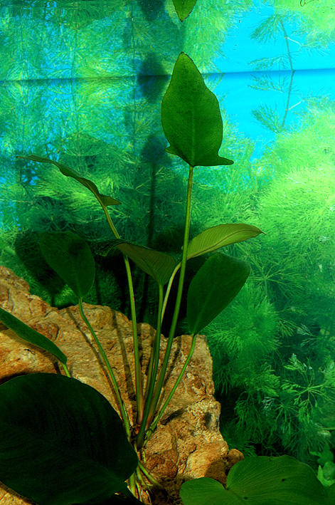Anubias gilletii