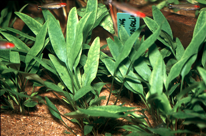 Cryptocoryne lingua