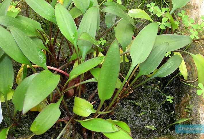 Cryptocoryne lucens