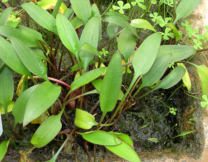 Cryptocoryne lucens
