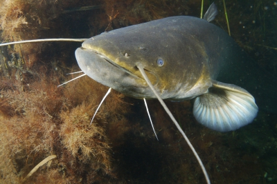 Silurus glanis Siluridae