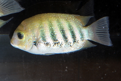 Etroplus suratensis Cichlidae