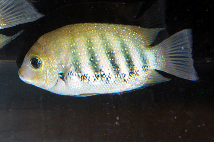 Etroplus suratensis