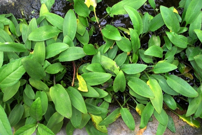 Cryptocoryne willisii Araceae
