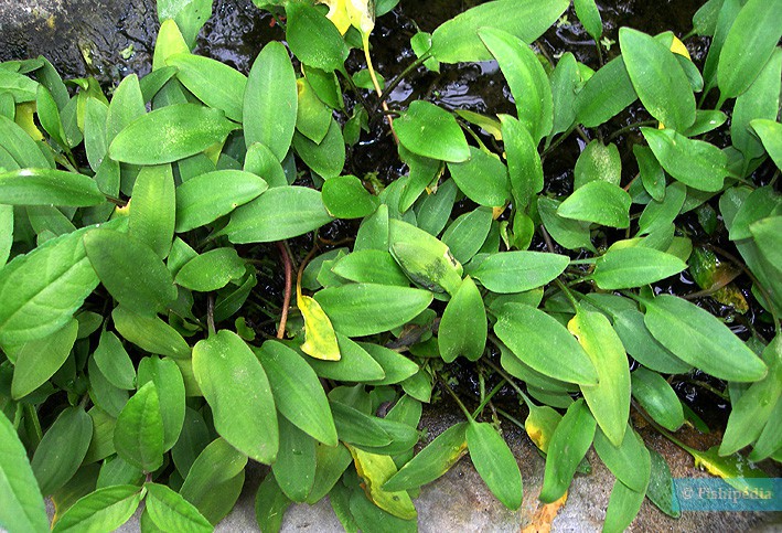 Cryptocoryne willisii