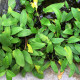 picture of Cryptocoryne willisii