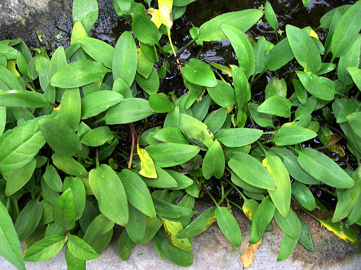 Cryptocoryne willisii