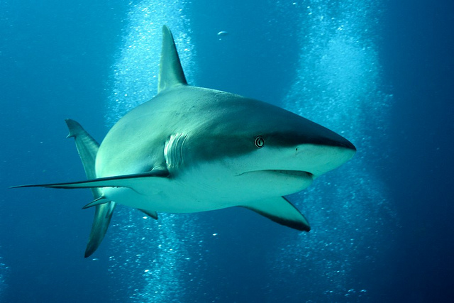 carcharhinus plumbeus