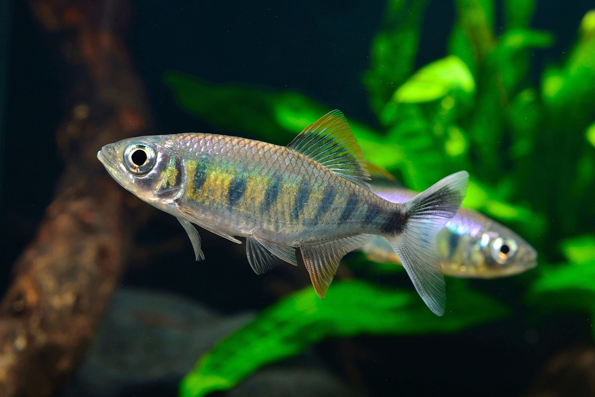 Barilius canarensis