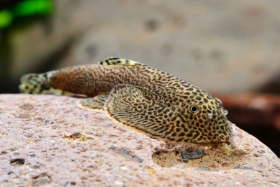 Beaufortia leveretti Balitoridae